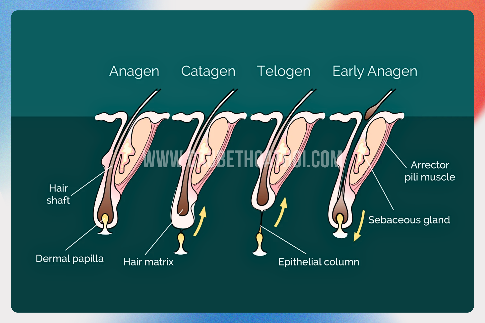 Chu kỳ tóc phát triển