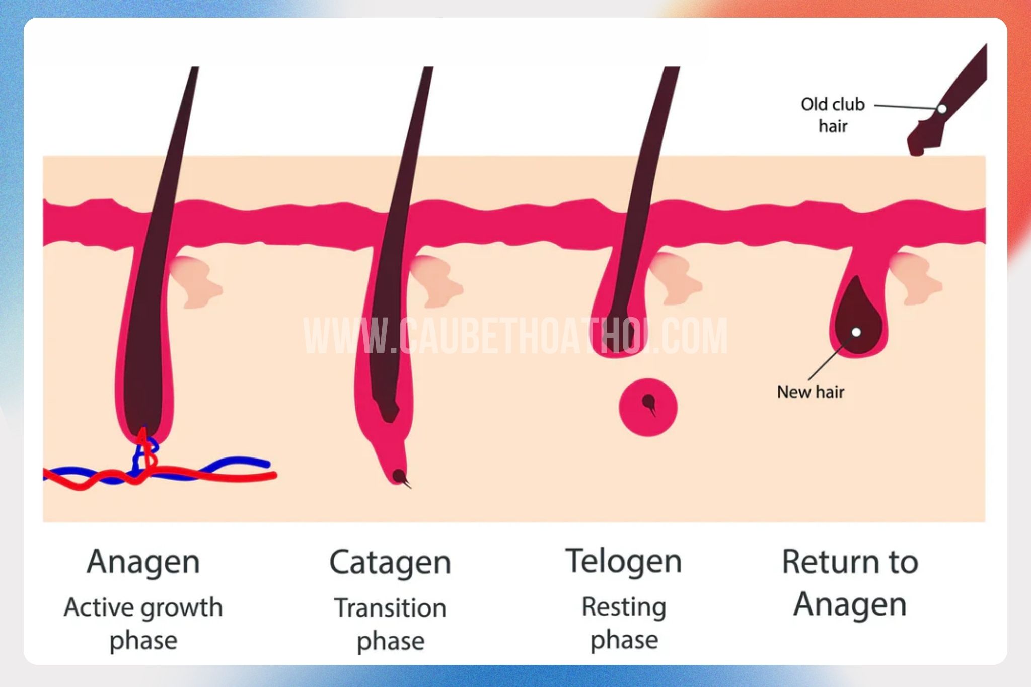 chu kỳ tóc phát triển sinh trưởng