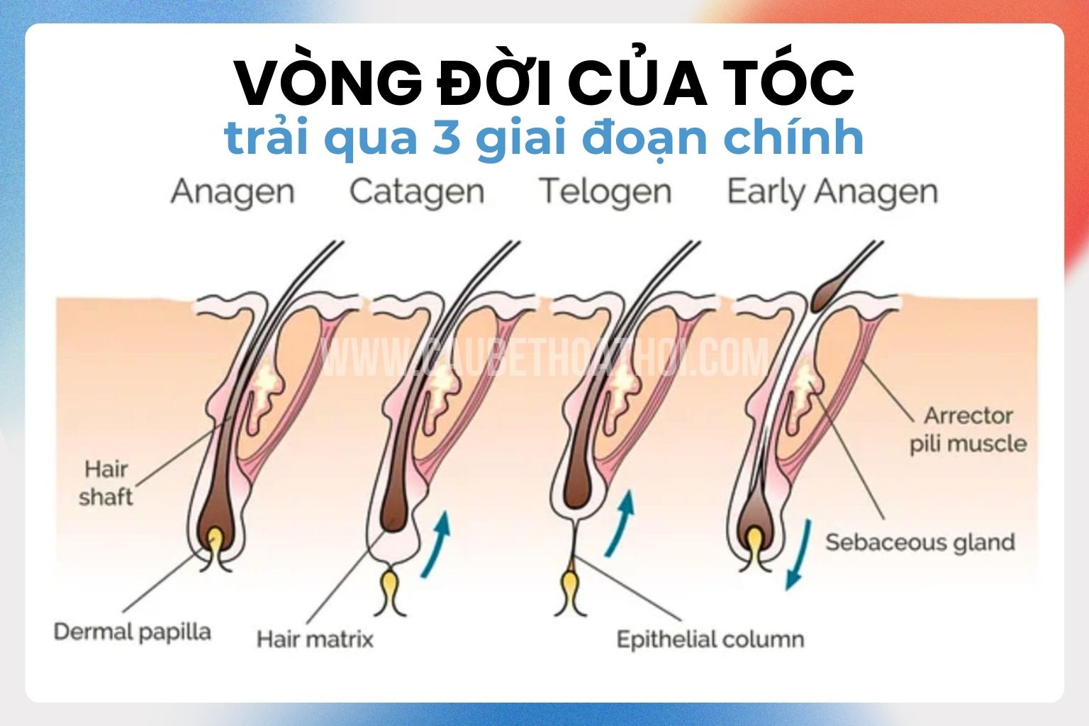 chu kỳ tóc trải qua ba giai đoạn chính cậu bé thoát hói